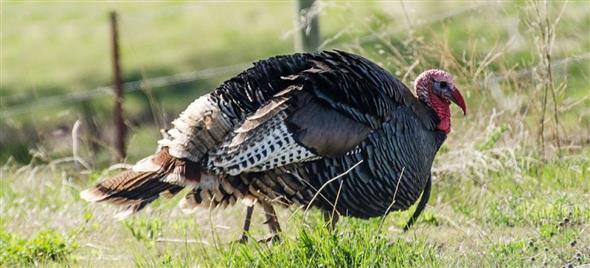 Natječaj za potporu za uzgoj zagorskog purana